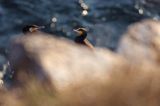 Kormoran czarny Phalacrocorax carbo)