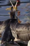 Kormoran czarny Phalacrocorax carbo)