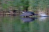 Kormoran czarny Phalacrocorax carbo) startujący