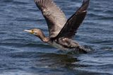 Kormoran czarny Phalacrocorax carbo) startujący