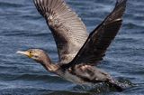 Kormoran czarny Phalacrocorax carbo) startujący