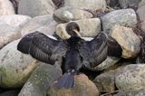 Kormoran czarny Phalacrocorax carbo) suszący skrzydła