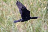 Kormoran czarny, Phalacrocorax carbo