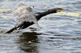 Kormoran czarny, Phalacrocorax carbo