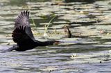 Kormoran czarny, Phalacrocorax carbo