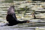 Kormoran czarny, Phalacrocorax carbo