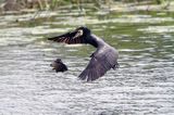 Kormoran czarny, Phalacrocorax carbo