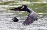 Kormoran czarny, Phalacrocorax carbo