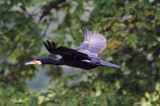 Kormoran czarny, Phalacrocorax carbo