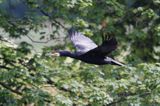 Kormoran czarny, Phalacrocorax carbo