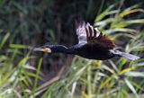 Kormoran czarny, Phalacrocorax carbo