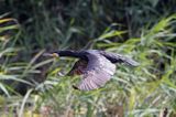 Kormoran czarny, Phalacrocorax carbo