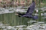 Kormoran czarny, Phalacrocorax carbo