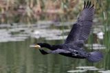 Kormoran czarny, Phalacrocorax carbo