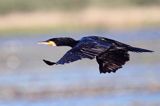 Kormoran czarny, Phalacrocorax carbo