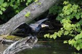 Kormoran czarny, Phalacrocorax carbo