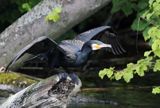 Kormoran czarny, Phalacrocorax carbo