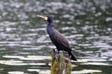 Kormoran czarny, Phalacrocorax carbo