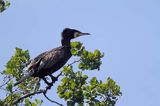 Kormoran czarny, Phalacrocorax carbo z ułamanym dziobem