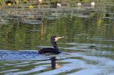 Kormoran czarny, Phalacrocorax carbo