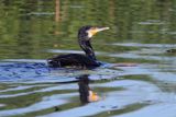 Kormoran czarny, Phalacrocorax carbo