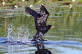 Kormoran czarny, Phalacrocorax carbo