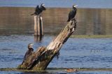 Kormoran czarny, Phalacrocorax carbo