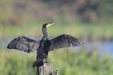 Kormoran czarny, Phalacrocorax carbo