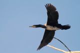 Kormoran czarny, Phalacrocorax carbo