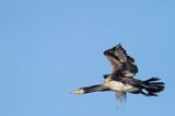 Kormoran czarny, Phalacrocorax carbo