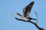 Kormoran czarny, Phalacrocorax carbo