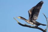 Kormoran czarny, Phalacrocorax carbo