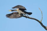 Kormoran czarny, Phalacrocorax carbo