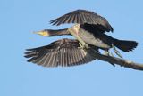 Kormoran czarny, Phalacrocorax carbo