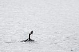 kormoranczarny z ofiarą, Phalacrocorax carbo, Bałtyk