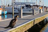 Kormoran czarny, Phalacrocorax carbo, Klintholm, wyspa Mon, Dania