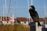 Kormoran czarny, Phalacrocorax carbo, Klintholm, wyspa Mon, Dania