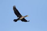 Kormoran czarny, Phalacrocorax carbo