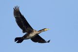 Kormoran czarny, Phalacrocorax carbo