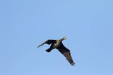 Kormoran czarny, Phalacrocorax carbo