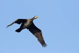 Kormoran czarny, Phalacrocorax carbo