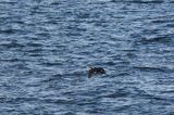 Kormoran czarny, Phalacrocorax carbo