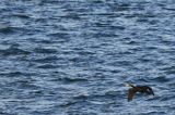 Kormoran czarny, Phalacrocorax carbo