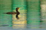 Kormoran czarny, Phalacrocorax carbo, Klintholm, wyspa Mon, Dania