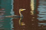 Kormoran czarny, Phalacrocorax carbo, Klintholm, wyspa Mon, Dania