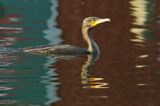 Kormoran czarny, Phalacrocorax carbo, Klintholm, wyspa Mon, Dania