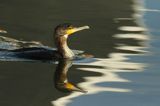 Kormoran czarny, Phalacrocorax carbo, Klintholm, wyspa Mon, Dania