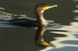 Kormoran czarny, Phalacrocorax carbo, Klintholm, wyspa Mon, Dania