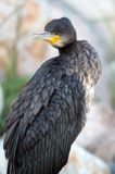 Kormoran czarny, Phalacrocorax carbo, Klintholm, wyspa Mon, Dania