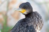 Kormoran czarny, Phalacrocorax carbo, Klintholm, wyspa Mon, Dania